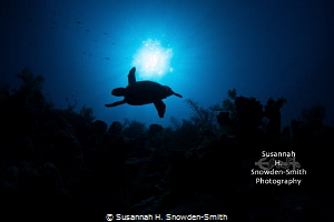 "Icarus" - In early morning light, a hawksbill turtle is ... by Susannah H. Snowden-Smith 